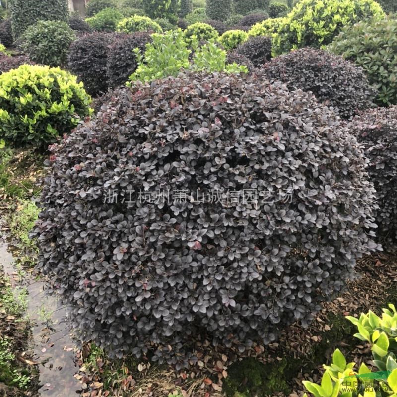 红花继木球