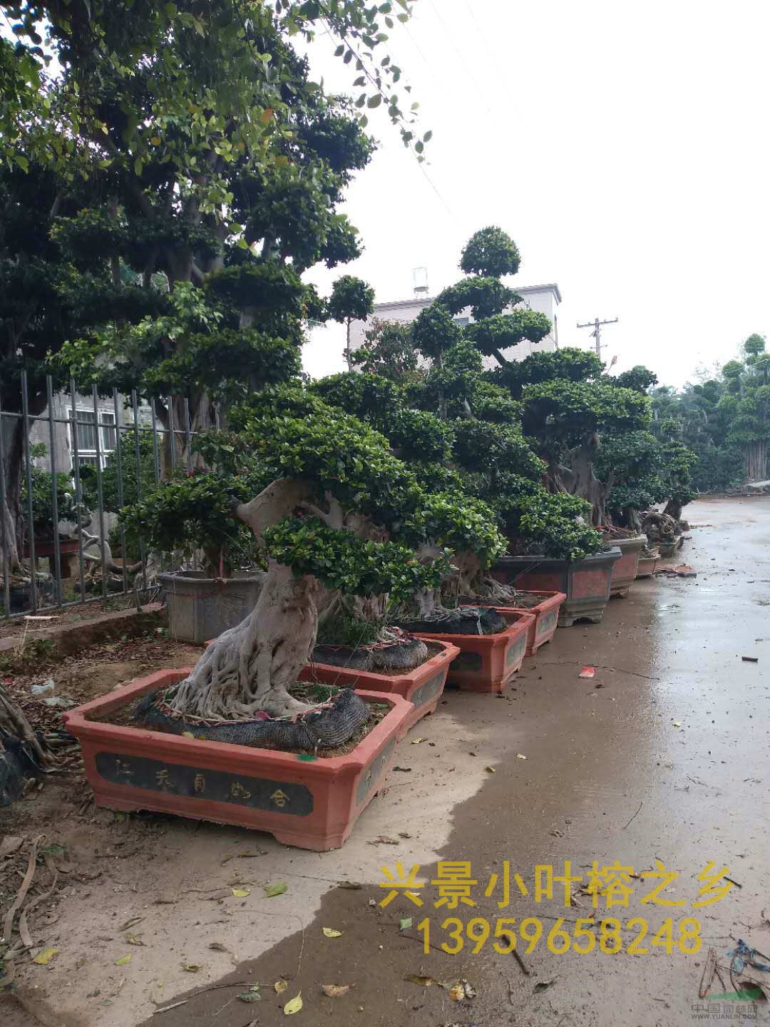 大型榕樹盆景，大型景觀小葉榕樁頭，批發(fā)價格低，漳州興景基地