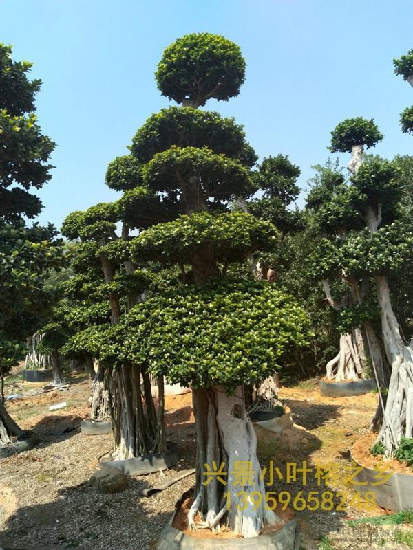 大型榕樹盆景，大型景觀小葉榕樁頭，批發(fā)價格低，漳州興景基地