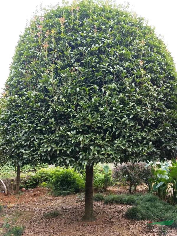 咸寧大桂花樹(shù)價(jià)格，獨(dú)桿30公分桂花樹(shù)價(jià)格