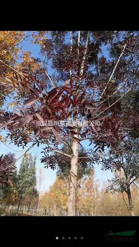 山東紅葉白蠟價(jià)格