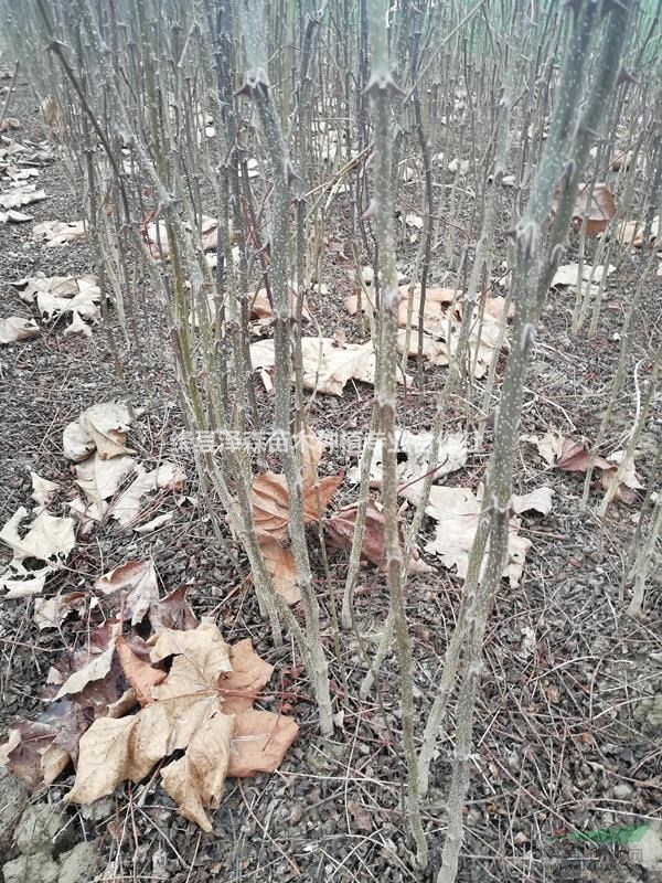 花椒苗種植管理技術(shù)~花椒苗一畝地種植多少棵？花椒苗價格