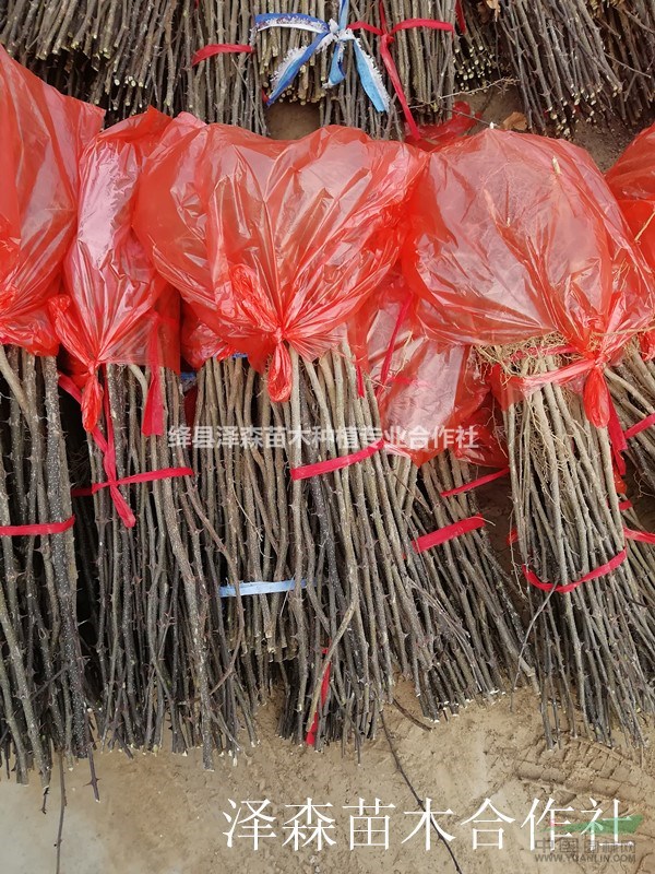 花椒苗種植管理技術(shù)~花椒苗一畝地種植多少棵？花椒苗價格