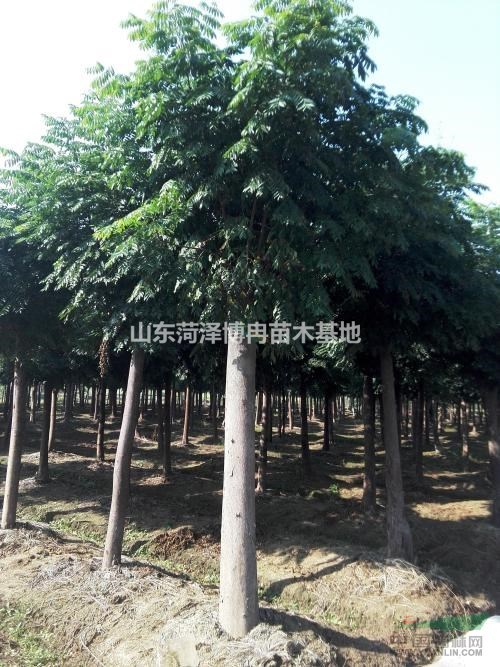 12公分欒樹2018行情 欒樹報價 菏澤欒樹種植基地