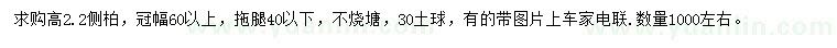 求購高2.2米側柏