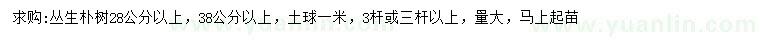 求購28、38公分以上叢生樸樹