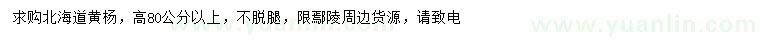 求購高80公分以上北海道黃楊