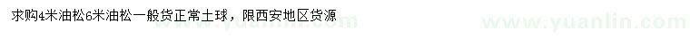 求購4、6米油松