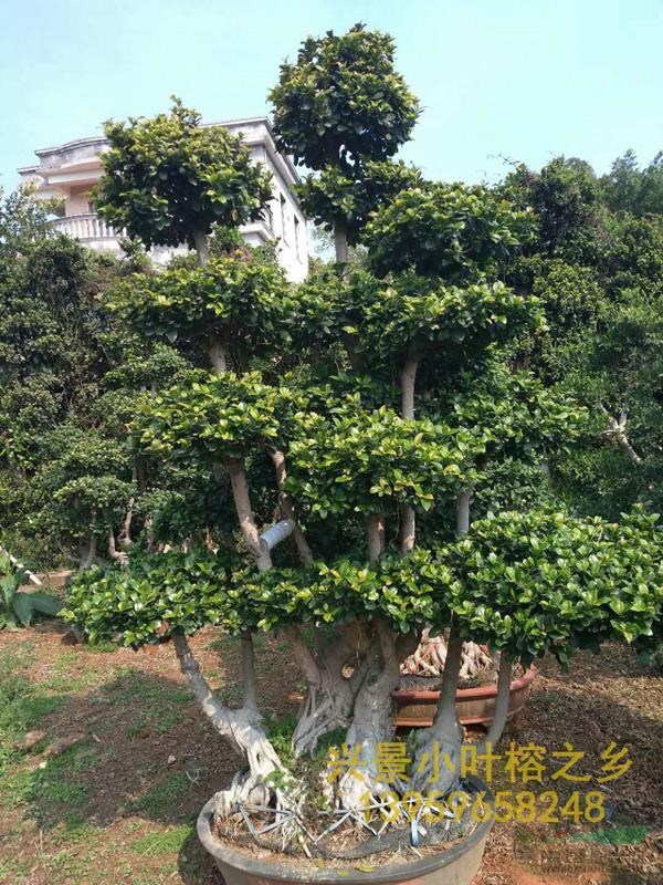 三拼S彎小葉榕樹造型盆景批發(fā)基地