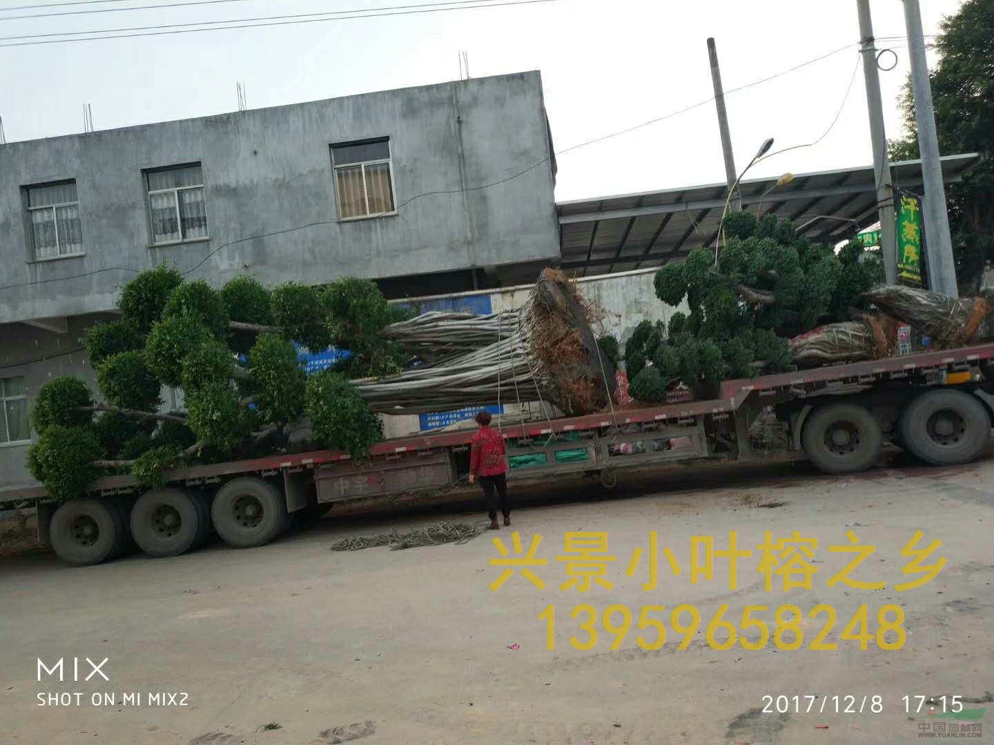 大中小型原葉小葉榕樹(shù)造型盆景批發(fā)基地