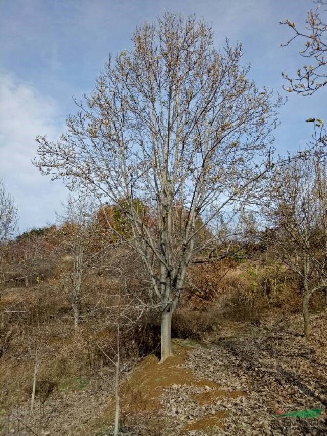 河南南陽(yáng)二喬玉蘭，山玉蘭