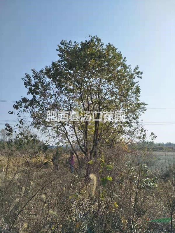 叢生烏桕基地/40-60公分叢生烏桕價格