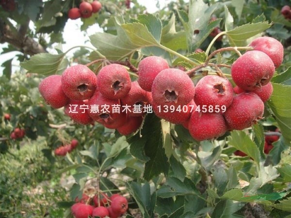 遼寧3公分以上山楂樹 5公分山楂樹價格