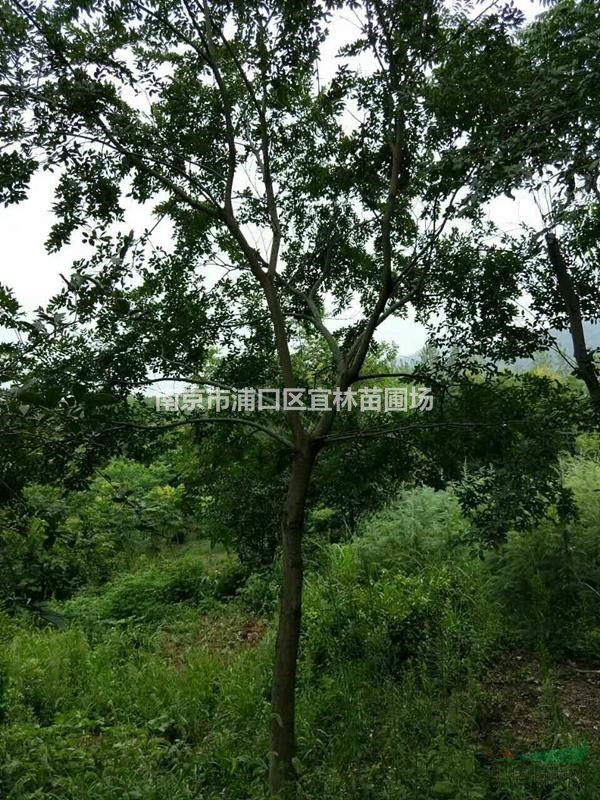 廣玉蘭價格|12公分廣玉蘭什么價格|12公分白玉蘭什么價格