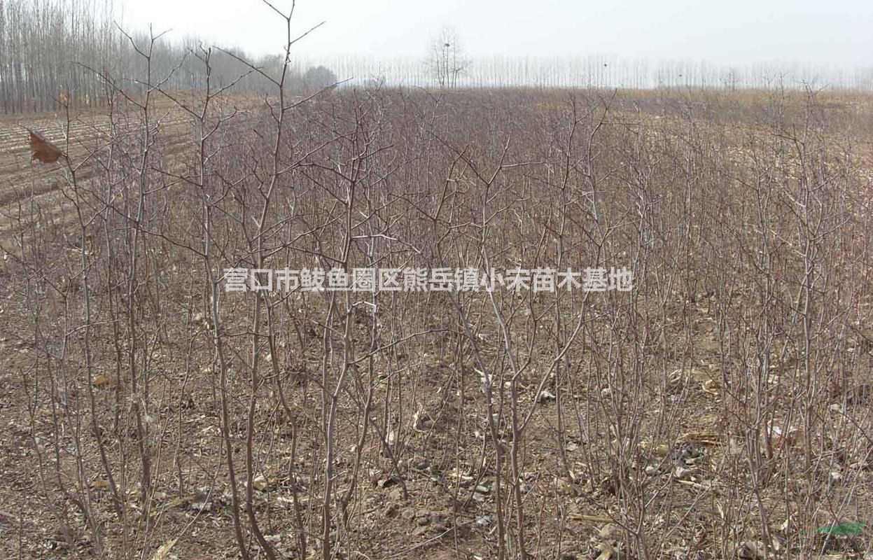 枣树苗品种之冬枣 辽宁枣树苗基地批发