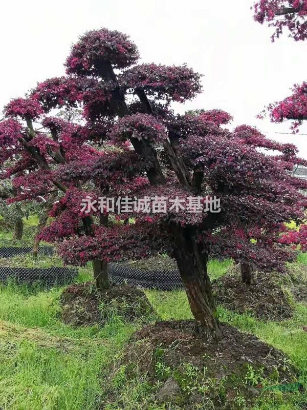 樁景紅花檵木