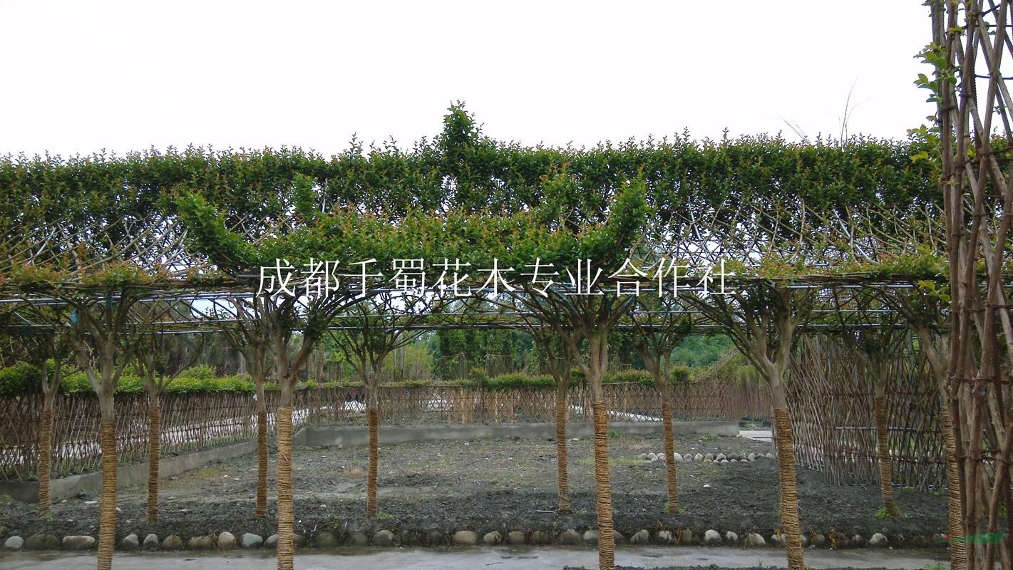 四川紫薇長廊基地，成都紫薇花廊，溫江紫薇造型長廊