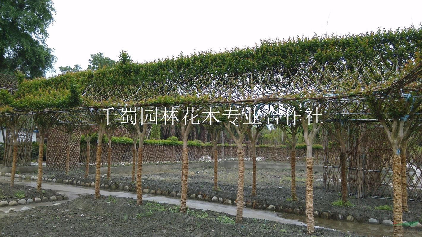 四川紫薇長廊基地，成都紫薇花廊，溫江紫薇造型長廊