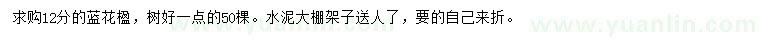 求購(gòu)12公分藍(lán)花楹