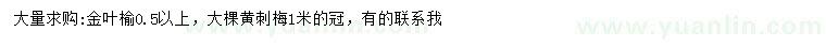 求購(gòu)0.5公分以上金葉榆