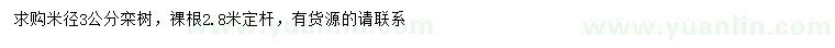 求購米徑3公分欒樹