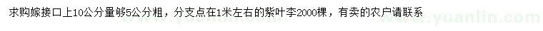 求購10量5公分紫葉李