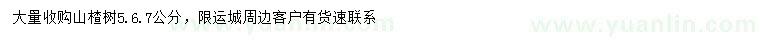 求購5、6、7公分山楂樹