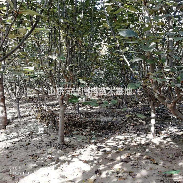 10公分海棠價格 山東海棠價格不高數(shù)量大