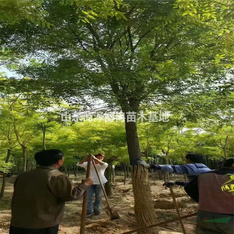 50公分假植大國槐成活率高 冠幅2-5米 現(xiàn)貨多價格公道