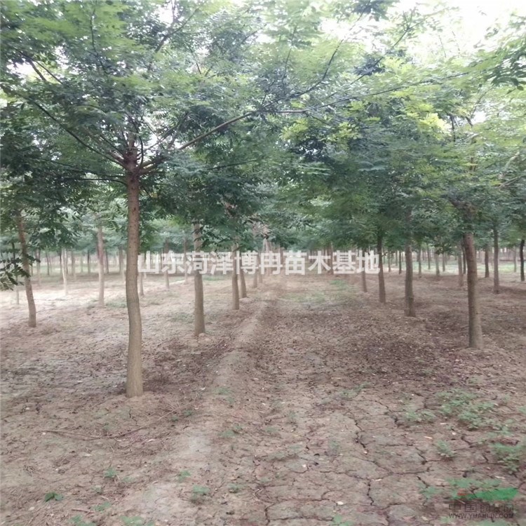 18公分定植發(fā)冒國槐2-5米冠幅飽滿 博冉苗木好二類苗價格低