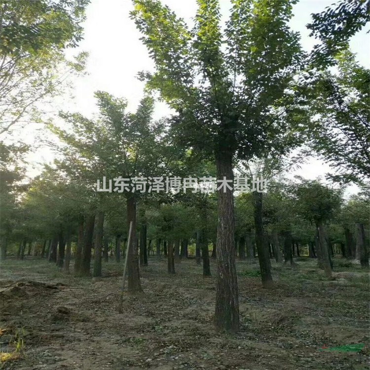18公分定植發(fā)冒國槐2-5米冠幅飽滿 博冉苗木好二類苗價格低