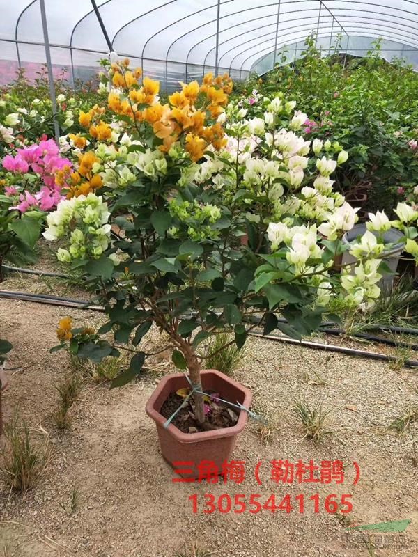 三角梅苗木價格，造型三角梅盆景基地
