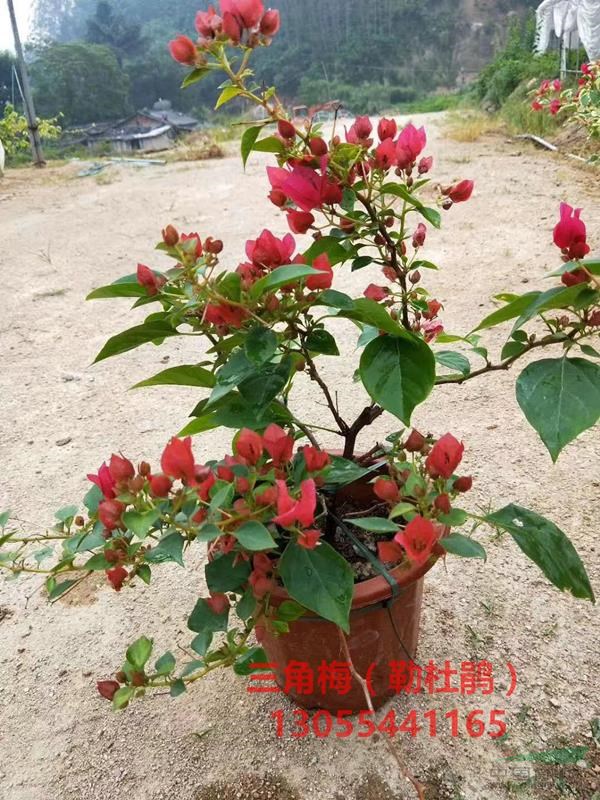 三角梅苗木價格，造型三角梅盆景基地