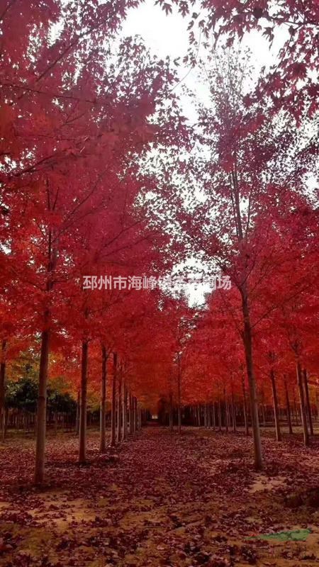 批發(fā)紅冠紅楓 優(yōu)質(zhì)紅冠紅楓價格 便宜的紅冠紅楓