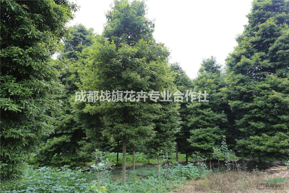 8公分楨楠四川基地，成都精品楨楠主產(chǎn)地，精品楨楠價(jià)格