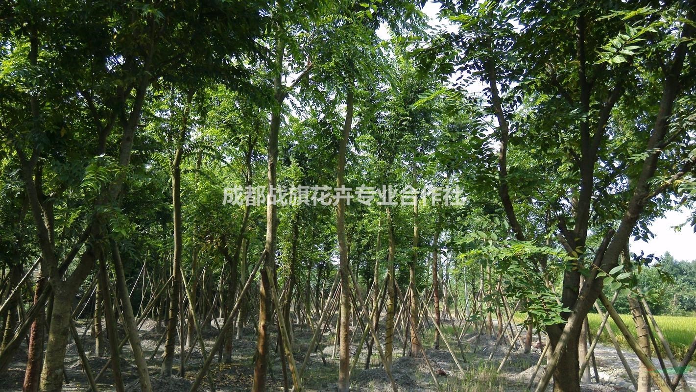 16公分樸樹種植基地，四川基地，長(zhǎng)期供應(yīng)各規(guī)格樸樹，樸樹價(jià)格