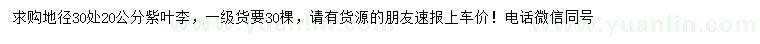 求購30量20公分紫葉李