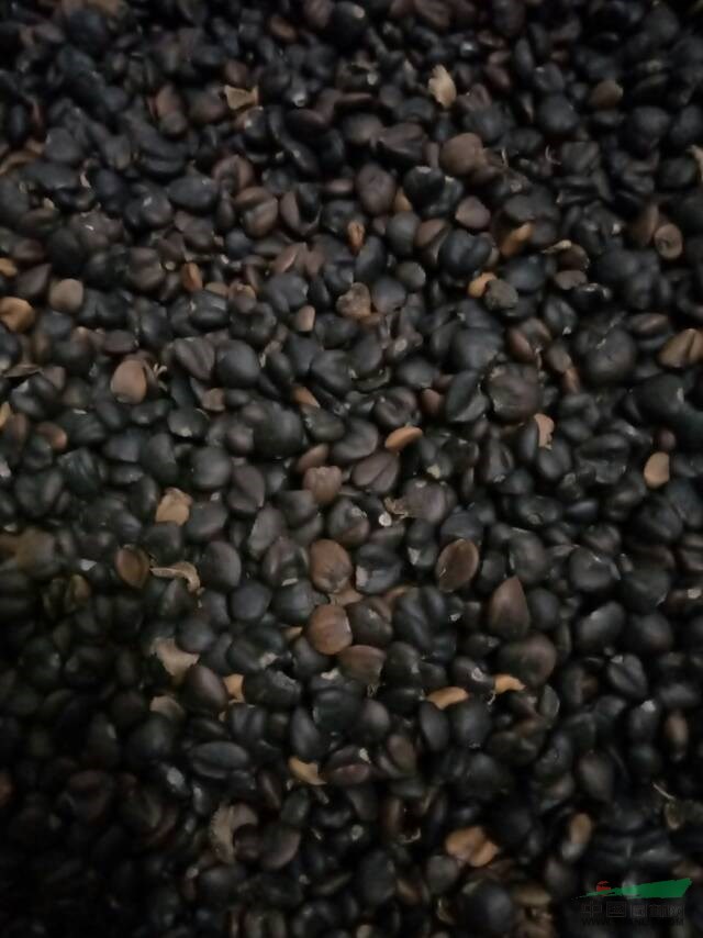 山玉蘭種子，玉蘭種子