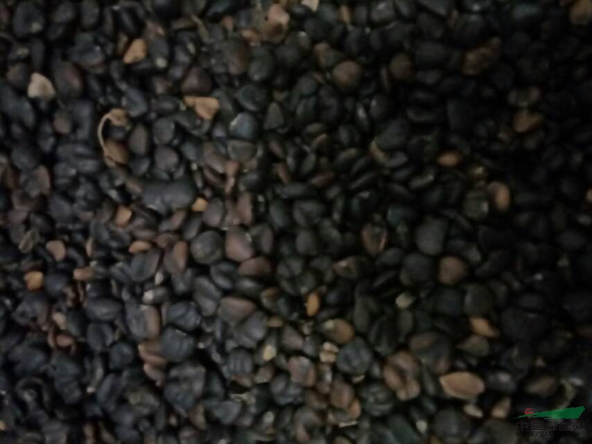 山玉蘭種子，玉蘭種子