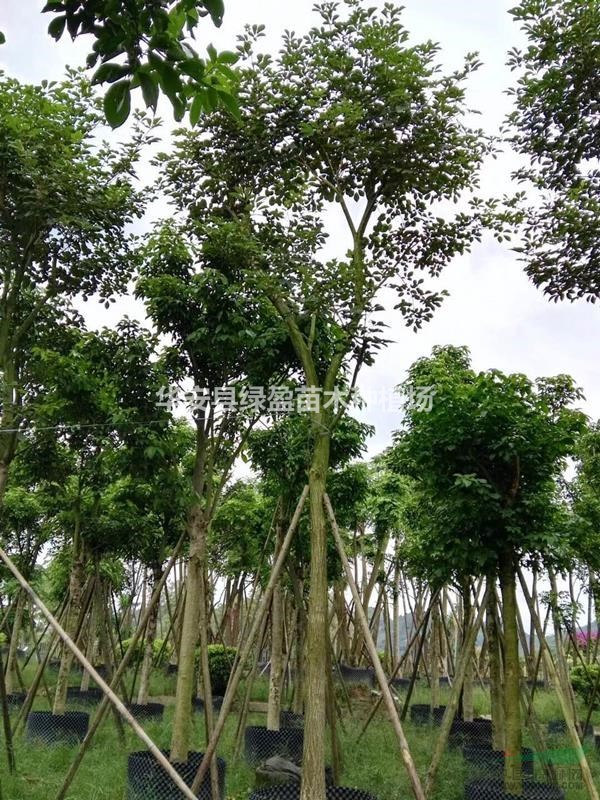 福建漳州黃花鳳玲木米徑12公分