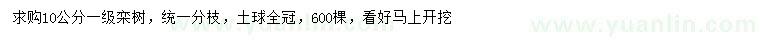 求購10公分欒樹