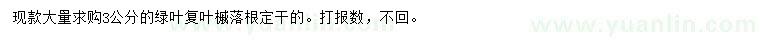 求購3公分綠葉復(fù)葉槭