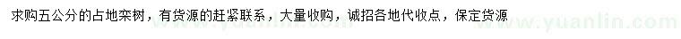 求購5公分占地欒樹