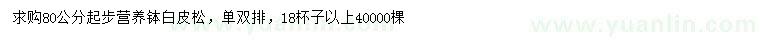 求購80公分起步白皮松