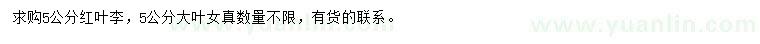 求購(gòu)5公分紅葉李、大葉女貞