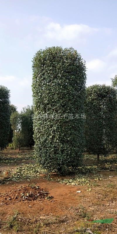 浙江提供桂花柱5米高