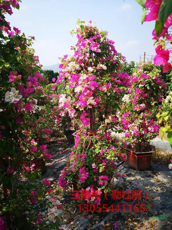 漳州紅花勒杜鵑盆景，造型圖片靚，精品盆栽，基地批發(fā)價格，熱銷