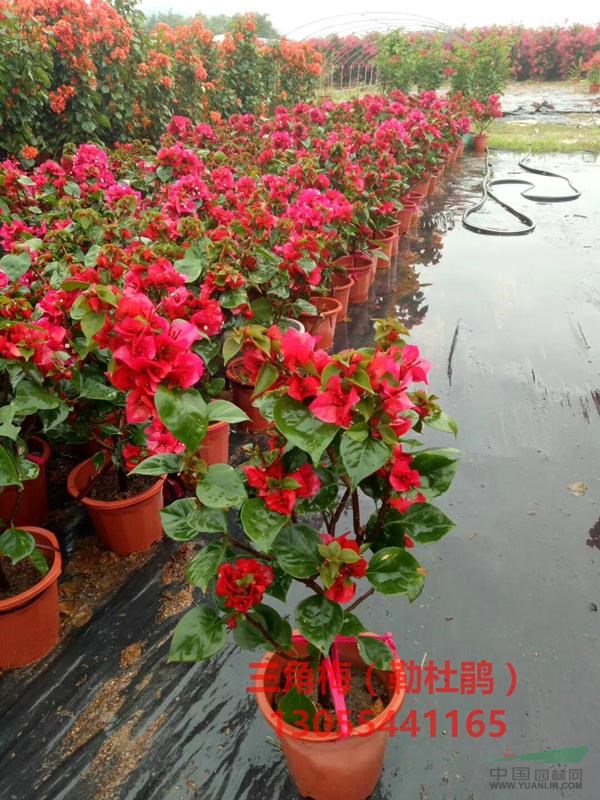 漳州紅花勒杜鵑盆景，造型圖片靚，精品盆栽，基地批發(fā)價格，熱銷