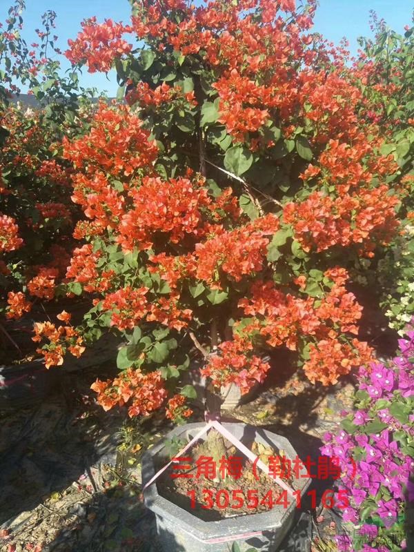 橙色三角梅價格，橙色花三角梅批發(fā)基地，熱銷深圳