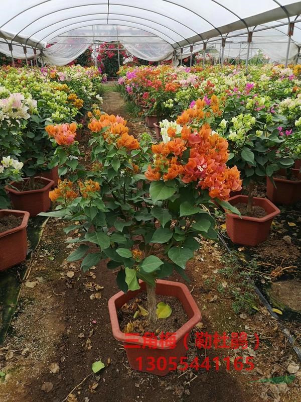 橙色三角梅價格，橙色花三角梅批發(fā)基地，熱銷深圳